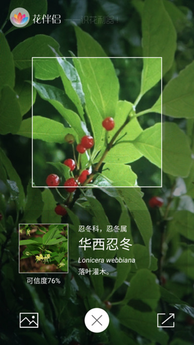 花伴侣图2