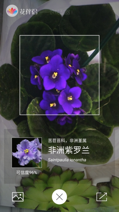 花伴侣图1
