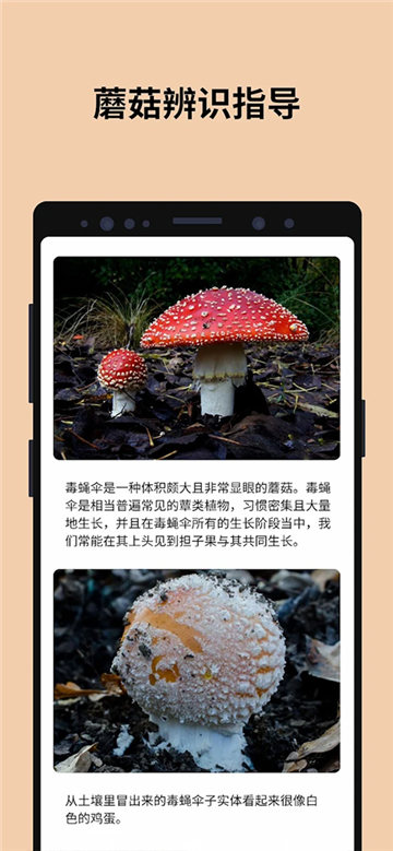 蘑菇识别图3